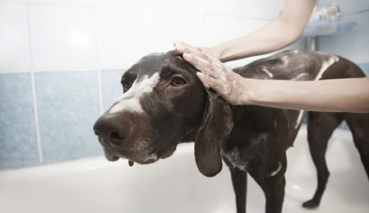 短毛犬のシャンプーの頻度はどれくらい？正しいペットの洗い方はこの方法